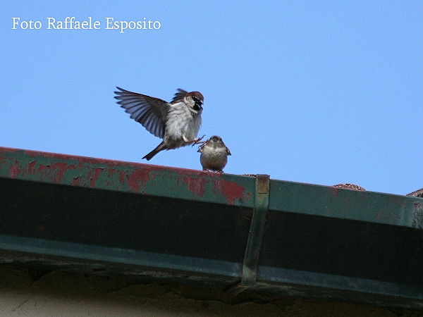 Sequenza di un accoppiamento